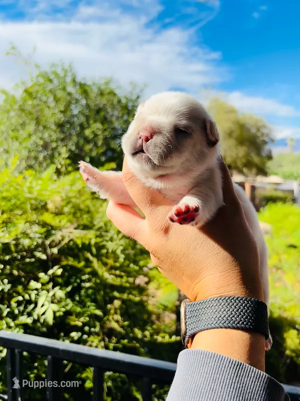 Nugget – French Bulldog puppy for sale in Tucson, AZ