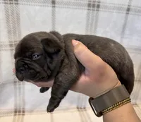 Peanut, a male French Bulldog for sale in Tucson, AZ – 4 of 4
