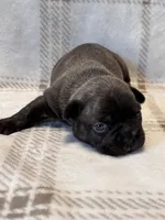 Peanut, a male French Bulldog for sale in Tucson, AZ – 2 of 4
