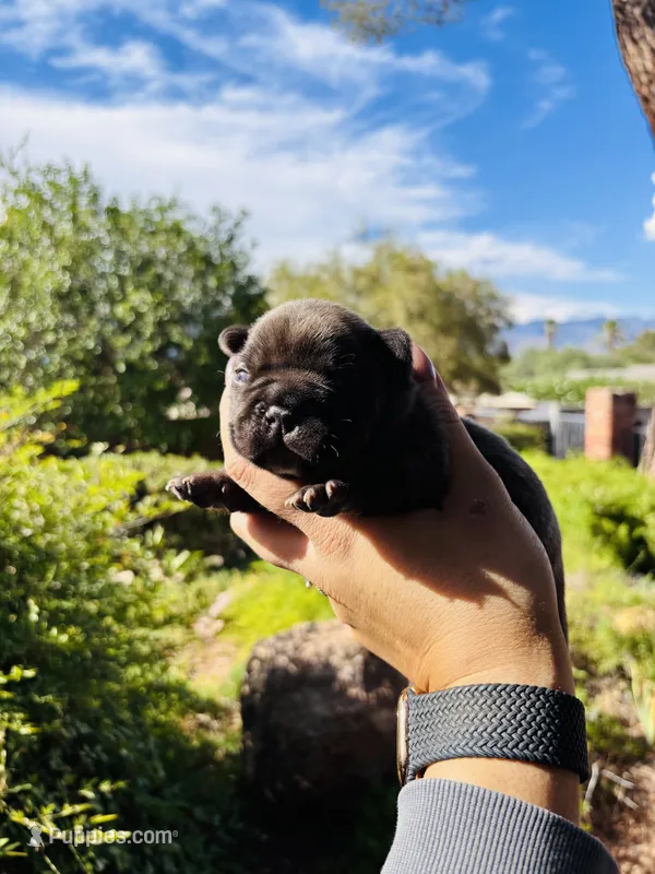 Peanut – French Bulldog puppy for sale in Tucson, AZ