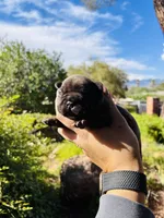 Peanut, a male French Bulldog for sale in Tucson, AZ – 1 of 4
