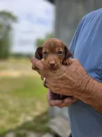 Raleigh , a male Miniature Dachshund for sale in Crystal River, FL – 2 of 8