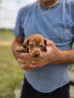 Balie, a female Miniature Dachshund for sale in Crystal River, FL – 5 of 8