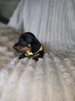 Gracie, a female Miniature Dachshund for sale in Crystal River, FL – 3 of 7