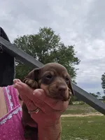 Macie, a female Miniature Dachshund for sale in Crystal River, FL – 2 of 7