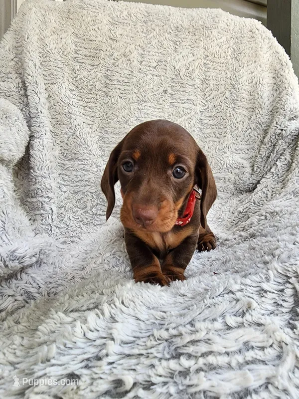 Layla – Miniature Dachshund puppy for sale in Crystal River, FL