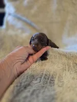 Layla, a female Miniature Dachshund for sale in Crystal River, FL – Photo 7 of 9