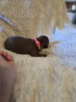 Layla, a female Miniature Dachshund for sale in Crystal River, FL – Photo 9 of 9