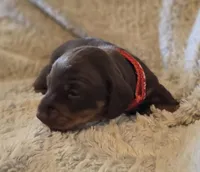 Layla, a female Miniature Dachshund for sale in Crystal River, FL – Photo 5 of 9