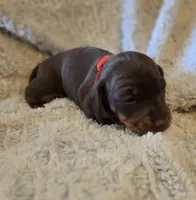 Layla, a female Miniature Dachshund for sale in Crystal River, FL – Photo 6 of 9