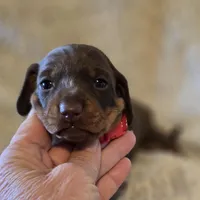 Layla, a female Miniature Dachshund for sale in Crystal River, FL – Photo 3 of 9