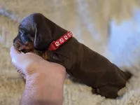 Layla, a female Miniature Dachshund for sale in Crystal River, FL – Photo 4 of 9