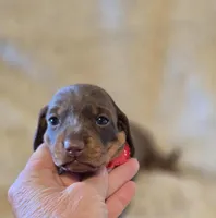 Layla, a female Miniature Dachshund for sale in Crystal River, FL – Photo 2 of 9