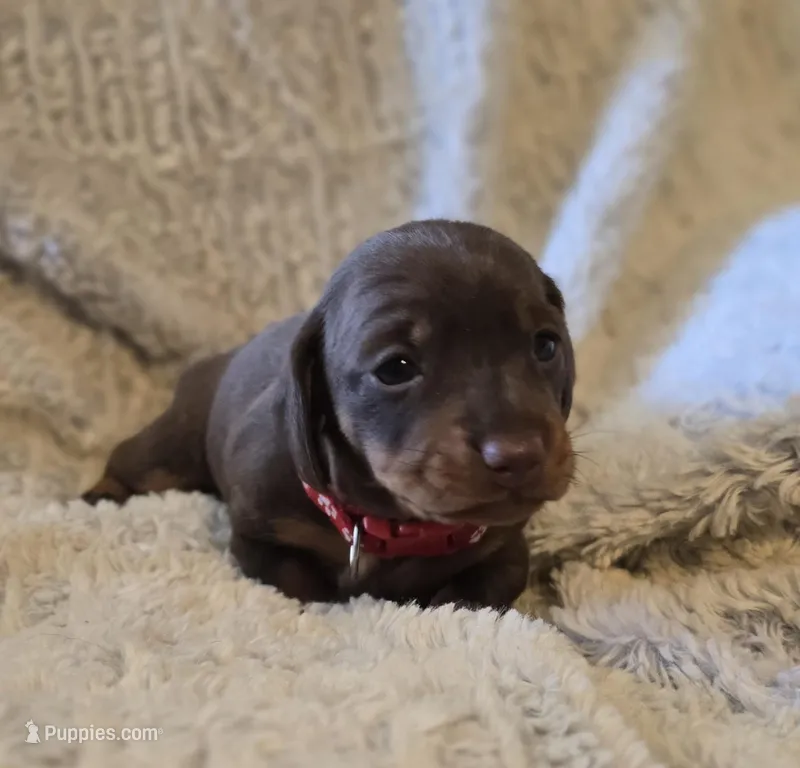 Layla – Miniature Dachshund puppy for sale in Crystal River, FL