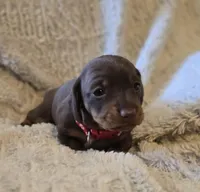 Layla, a female Miniature Dachshund for sale in Crystal River, FL – Photo 1 of 9