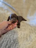 Layla, a female Miniature Dachshund for sale in Crystal River, FL – Photo 8 of 9