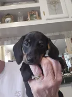 Gracie, a female Miniature Dachshund for sale in Crystal River, FL – 9 of 9