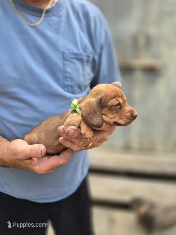 Balie – Miniature Dachshund puppy for sale in Crystal River, FL