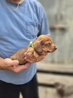 Balie, a female Miniature Dachshund for sale in Crystal River, FL – 1 of 8