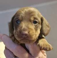 Aniyah , a female Miniature Dachshund for sale in Crystal River, FL – Photo 2 of 9
