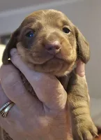 Aniyah , a female Miniature Dachshund for sale in Crystal River, FL – Photo 6 of 9