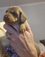 Aniyah , a female Miniature Dachshund for sale in Crystal River, FL – Photo 4 of 9