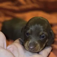 Aniyah , a female Miniature Dachshund for sale in Crystal River, FL – Photo 5 of 9
