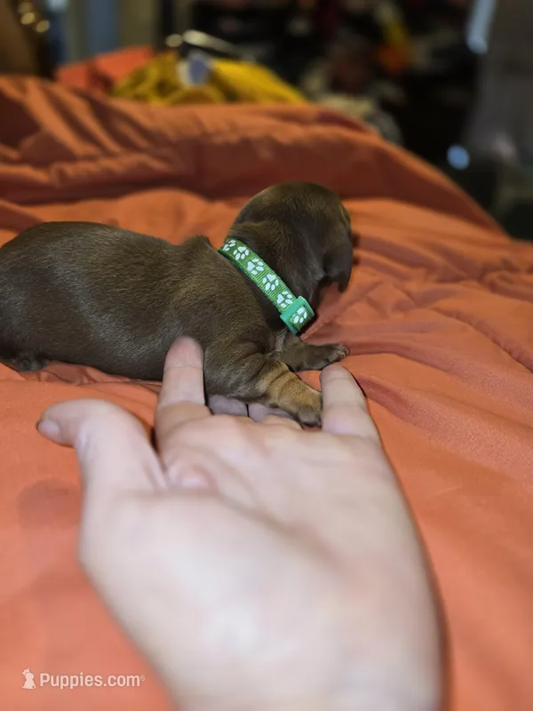Aniyah  – Miniature Dachshund puppy for sale in Crystal River, FL