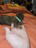 Aniyah , a female Miniature Dachshund for sale in Crystal River, FL – Photo 1 of 9