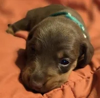 Aniyah , a female Miniature Dachshund for sale in Crystal River, FL – Photo 7 of 9