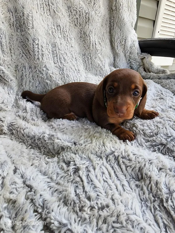 Aniyah  – Miniature Dachshund puppy for sale in Crystal River, FL