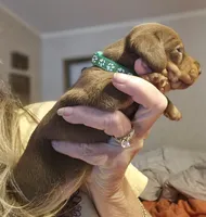 Aniyah , a female Miniature Dachshund for sale in Crystal River, FL – Photo 8 of 9