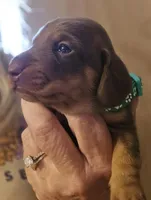 Aniyah , a female Miniature Dachshund for sale in Crystal River, FL – Photo 3 of 9