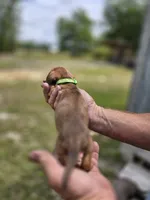 Balie, a female Miniature Dachshund for sale in Crystal River, FL – 6 of 8