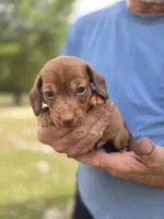 Raleigh , a male Miniature Dachshund for sale in Crystal River, FL – 3 of 8