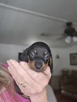 Gracie, a female Miniature Dachshund for sale in Crystal River, FL – 2 of 7
