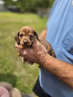 Balie, a female Miniature Dachshund for sale in Crystal River, FL – 8 of 8