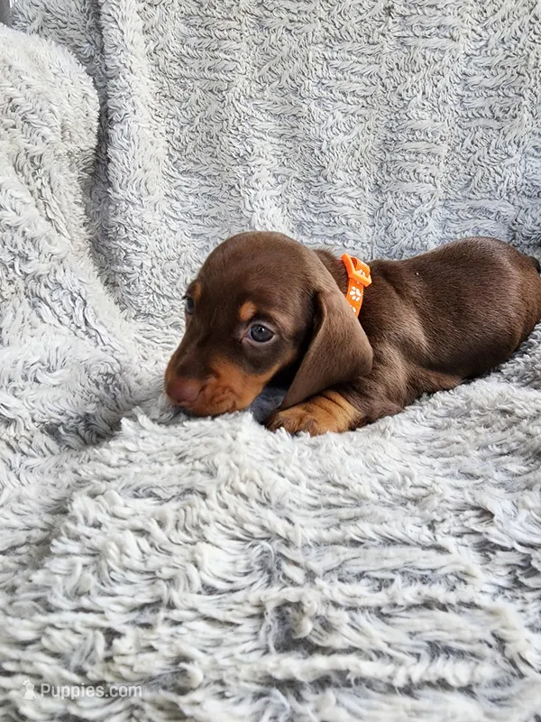 Tabbie – Miniature Dachshund puppy for sale in Crystal River, FL