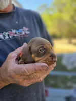 Tabbie, a female Miniature Dachshund for sale in Crystal River, FL – Photo 5 of 10