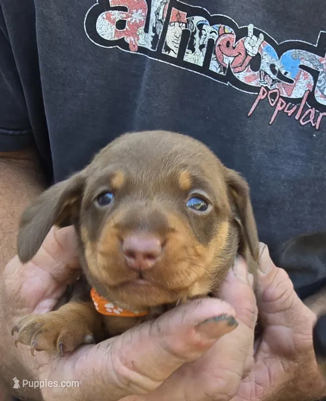 Tabbie – Miniature Dachshund puppy for sale in Crystal River, FL