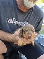 Tabbie, a female Miniature Dachshund for sale in Crystal River, FL – Photo 6 of 10