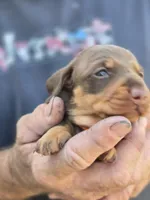 Tabbie, a female Miniature Dachshund for sale in Crystal River, FL – Photo 2 of 10
