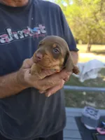 Tabbie, a female Miniature Dachshund for sale in Crystal River, FL – Photo 7 of 10