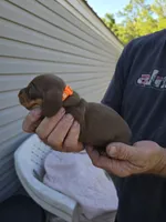 Tabbie, a female Miniature Dachshund for sale in Crystal River, FL – Photo 4 of 10