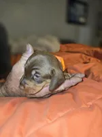 Tabbie, a female Miniature Dachshund for sale in Crystal River, FL – Photo 10 of 10