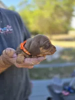 Tabbie, a female Miniature Dachshund for sale in Crystal River, FL – Photo 3 of 10