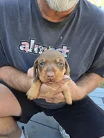 Tabbie, a female Miniature Dachshund for sale in Crystal River, FL – Photo 8 of 10