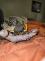 Tabbie, a female Miniature Dachshund for sale in Crystal River, FL – Photo 9 of 10