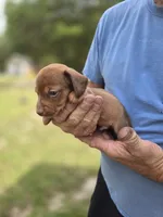 Raleigh , a male Miniature Dachshund for sale in Crystal River, FL – 5 of 8