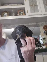Gracie, a female Miniature Dachshund for sale in Crystal River, FL – 8 of 9